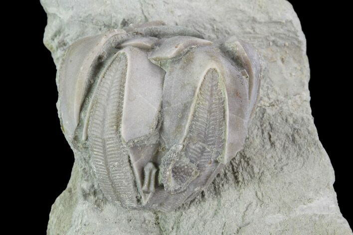 Blastoid (Pentremites) Fossil - Illinois #92229